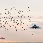 South Korea implements bird strike detection technology