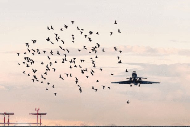 South Korea Adds Bird Detection Cameras After Air Crash