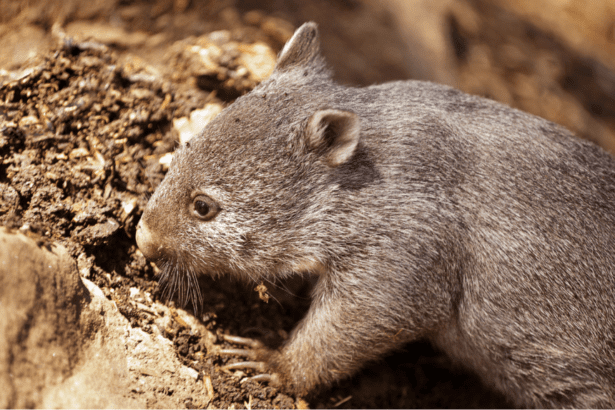 US Influencer Holding a Baby Wombat Amid Controversy