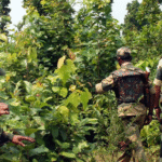 Maoist Insurgency Decline