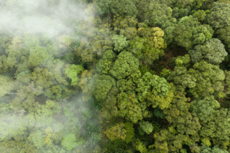 Burning tropical forest