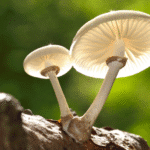 Mushroom poisoning tragedy