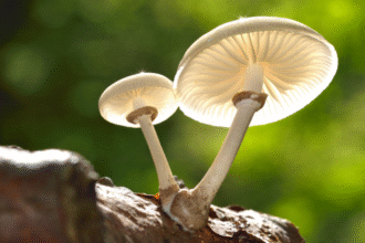 Mushroom poisoning tragedy