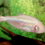 India blind cave fish