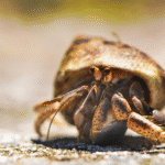 Confiscated hermit crabs