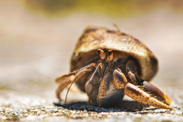 Confiscated hermit crabs