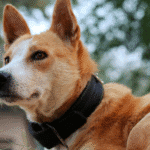 Missing Seizure Alert Dog