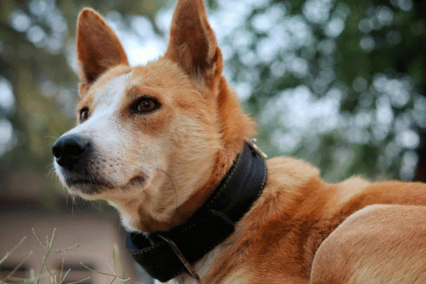 Missing Seizure Alert Dog