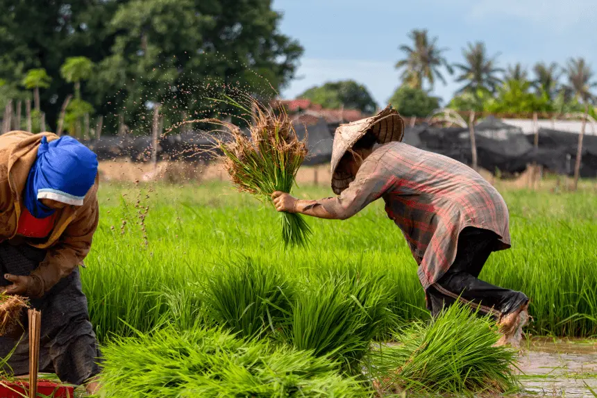 Champagne vineyard labor abuse