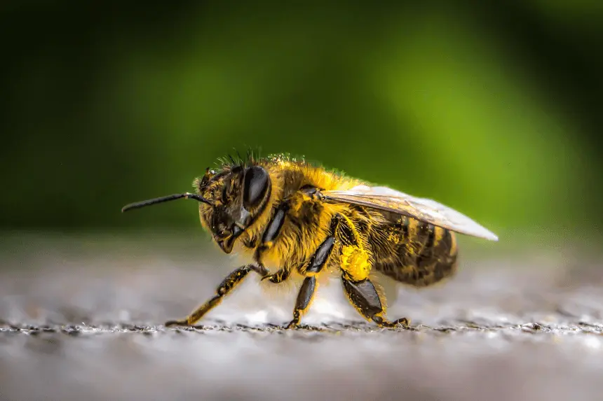 Bee swarm attack France