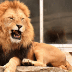 Aalborg Zoo Pet Donations