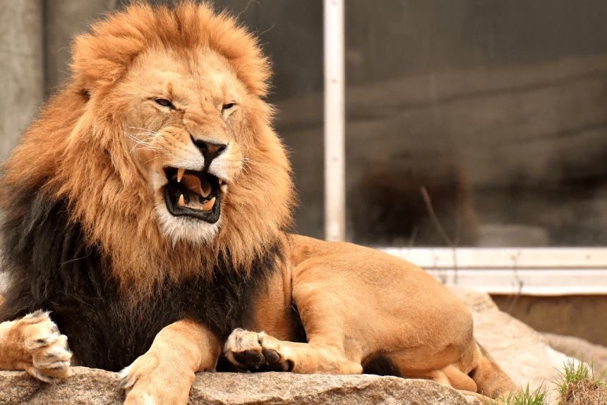 Aalborg Zoo Pet Donations