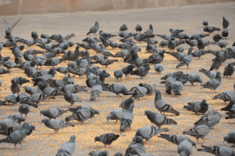 Pigeon feeding ban in India