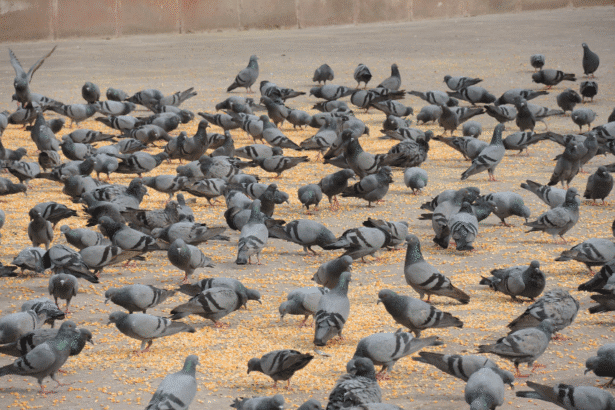 Pigeon feeding ban in India