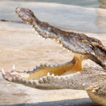 Influencer handling crocodile